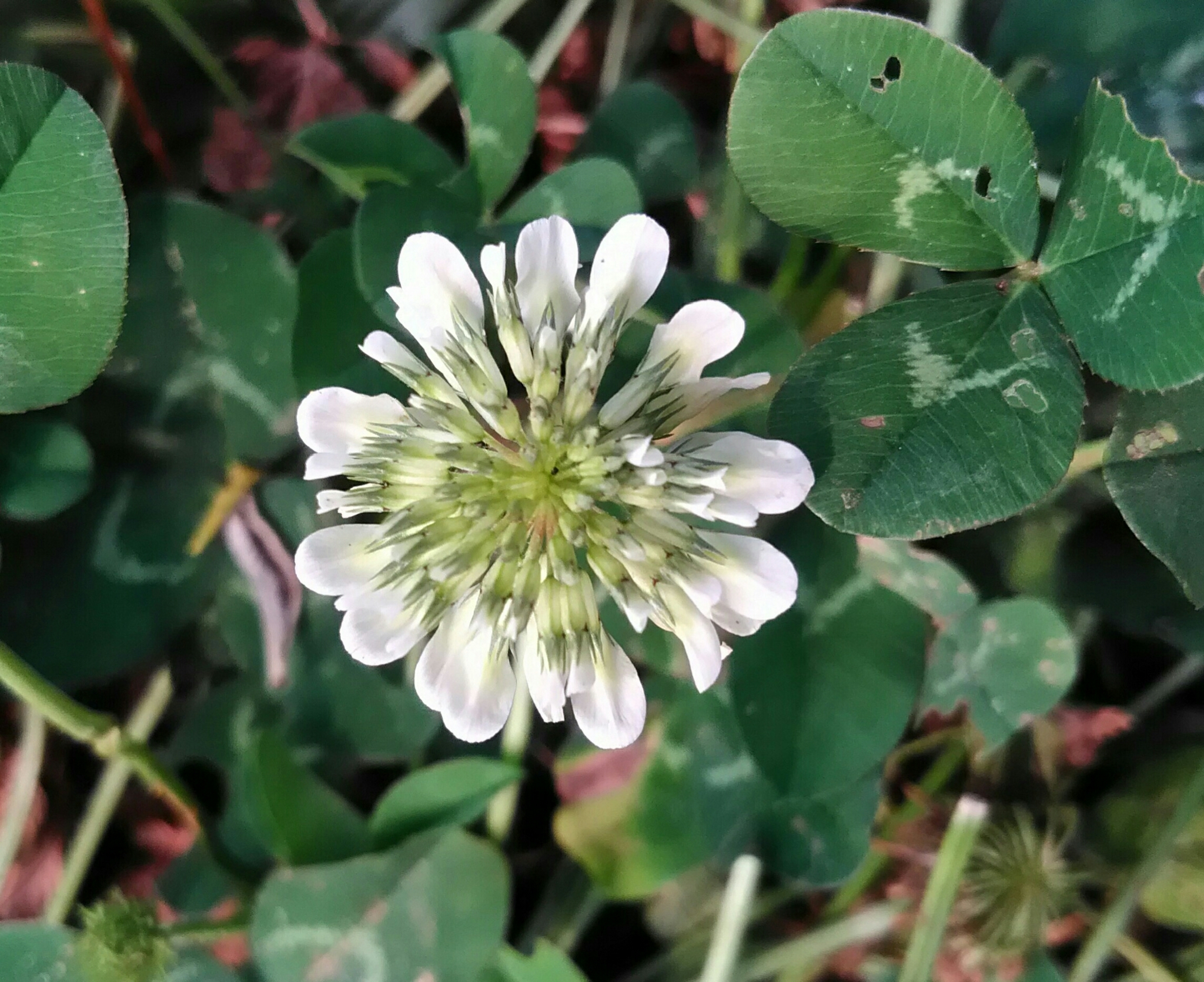 Trifolium repens