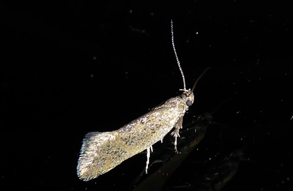 Tingena siderodeta