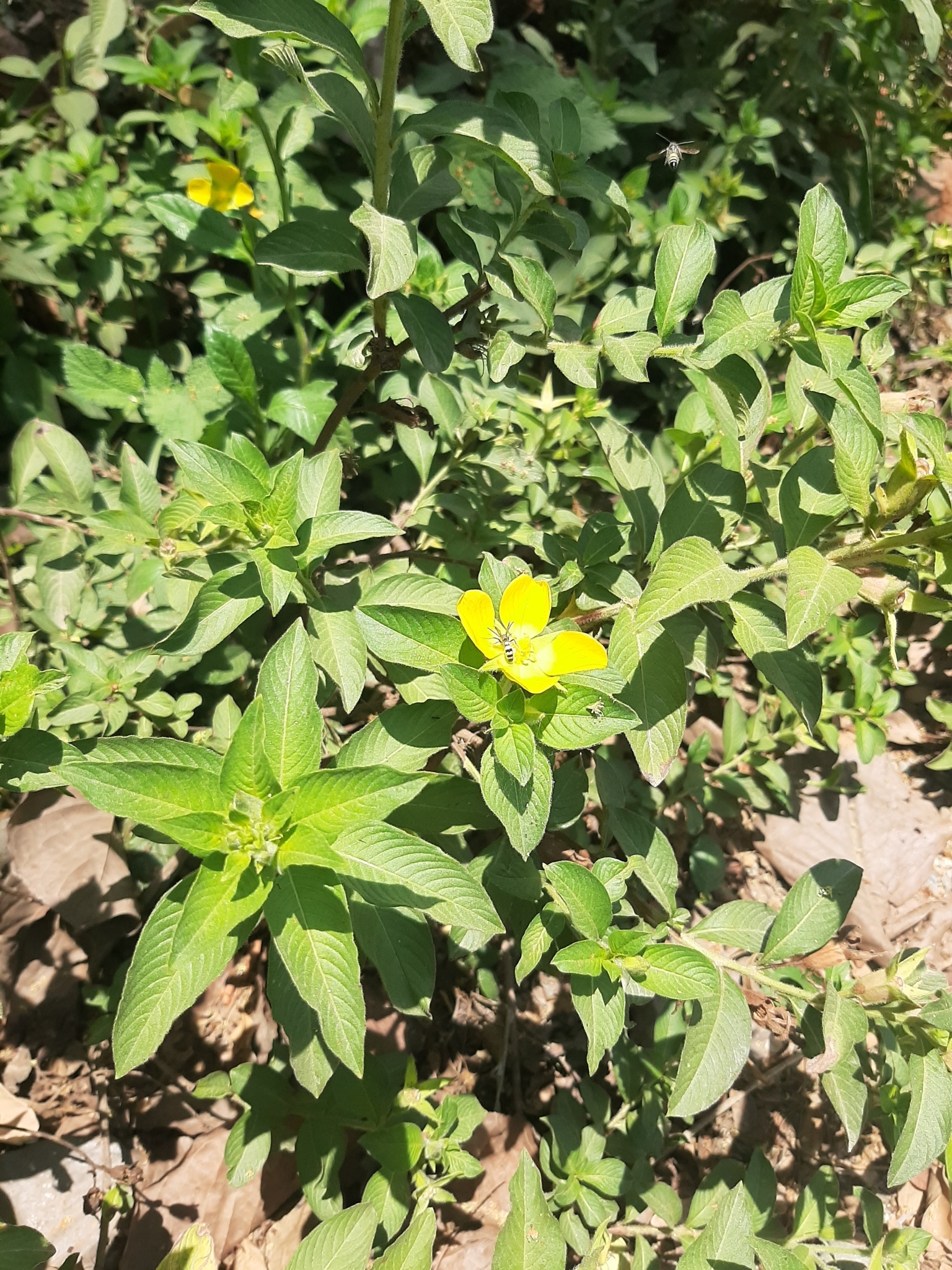 Ludwigia peruviana image