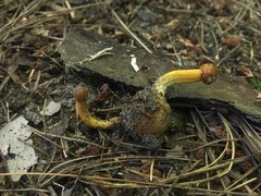 Tolypocladium capitatum