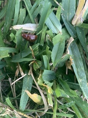 Pycnoscelus surinamensis