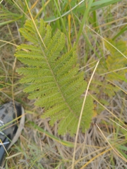 Tanacetum bipinnatum