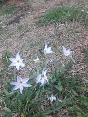 Ipheion