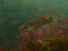 Ctenolabrus rupestris