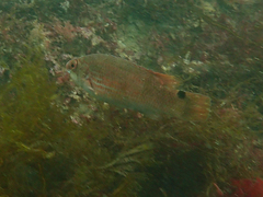 Ctenolabrus rupestris