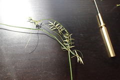 Cyperus thyrsiflorus
