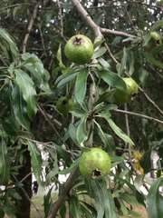 Pyrus salicifolia