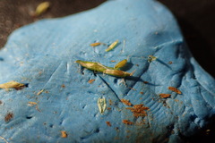 Cyperus thyrsiflorus