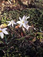 Ipheion