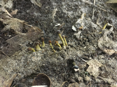 Tolypocladium intermedium