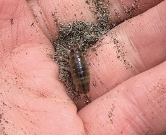 Orchestoidea tuberculata