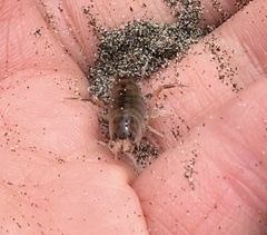 Orchestoidea tuberculata