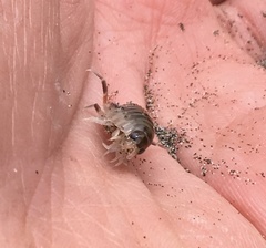 Orchestoidea tuberculata