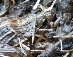 Leptodactylus gracilis