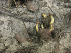 Tolypocladium intermedium