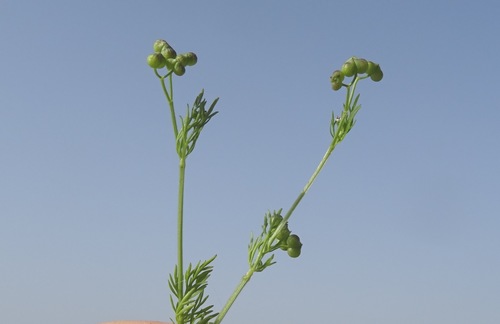 Bifora testiculata