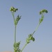 Small Coriander - Photo (c) יאיר אור, some rights reserved (CC BY-NC-SA), uploaded by יאיר אור