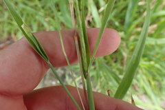 Rottboellia cochinchinensis