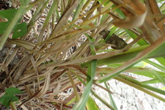 Rottboellia cochinchinensis