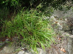 Rottboellia cochinchinensis