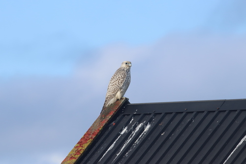 Halcón gerifalte (Falco rusticolus)