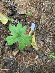 Hydrastis canadensis