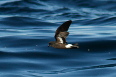Hydrobates pelagicus