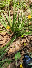 Hypoxis villosa