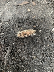 Chalcophora georgiana