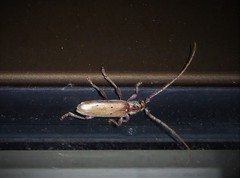 Eburida quadriguttata