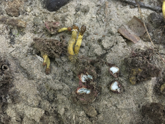 Elaphomyces appalachiensis