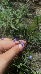Salvia chamaedryoides