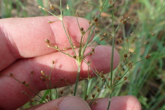 Fimbristylis quinquangularis quinquangularis