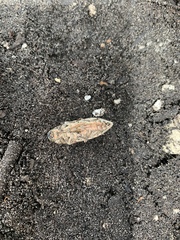 Chalcophora georgiana