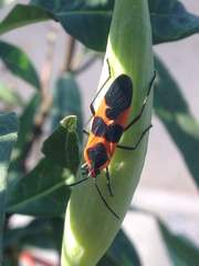 Oncopeltus fasciatus