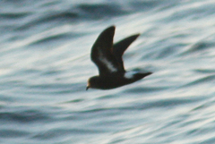 Hydrobates pelagicus