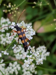 Strangalia attenuata