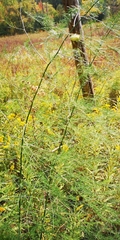 Asparagus officinalis