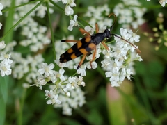 Strangalia attenuata
