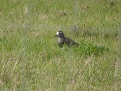 Vanellus melanopterus