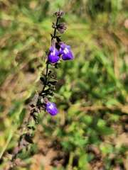 Salvia crucis