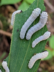 Phymatocera aterrima