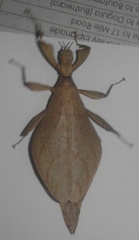 Comptaphyllium caudatum