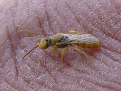 Pseudagapostemon singularis