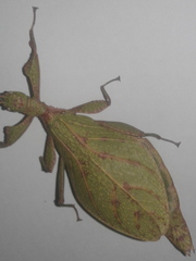 Comptaphyllium caudatum