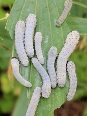 Phymatocera aterrima