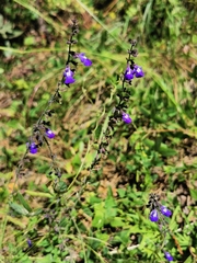 Salvia crucis