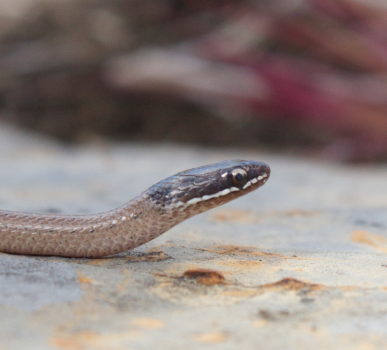White-Lipped Smooth Snake