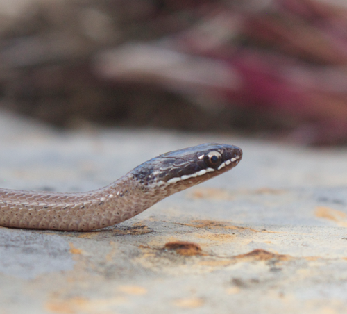 White-lipped Smooth Snake