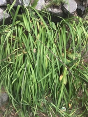 Hemerocallis lilioasphodelus